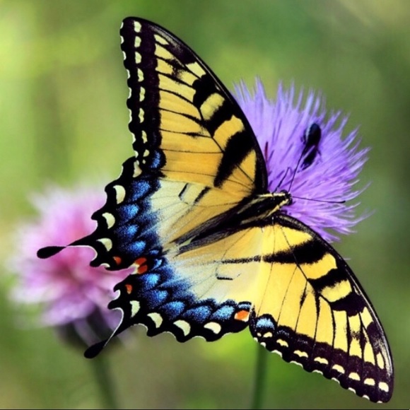 Thank you for visiting, Message with any questions - Picture 2 of 3